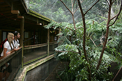 Blackbutt Nature Reserve 2